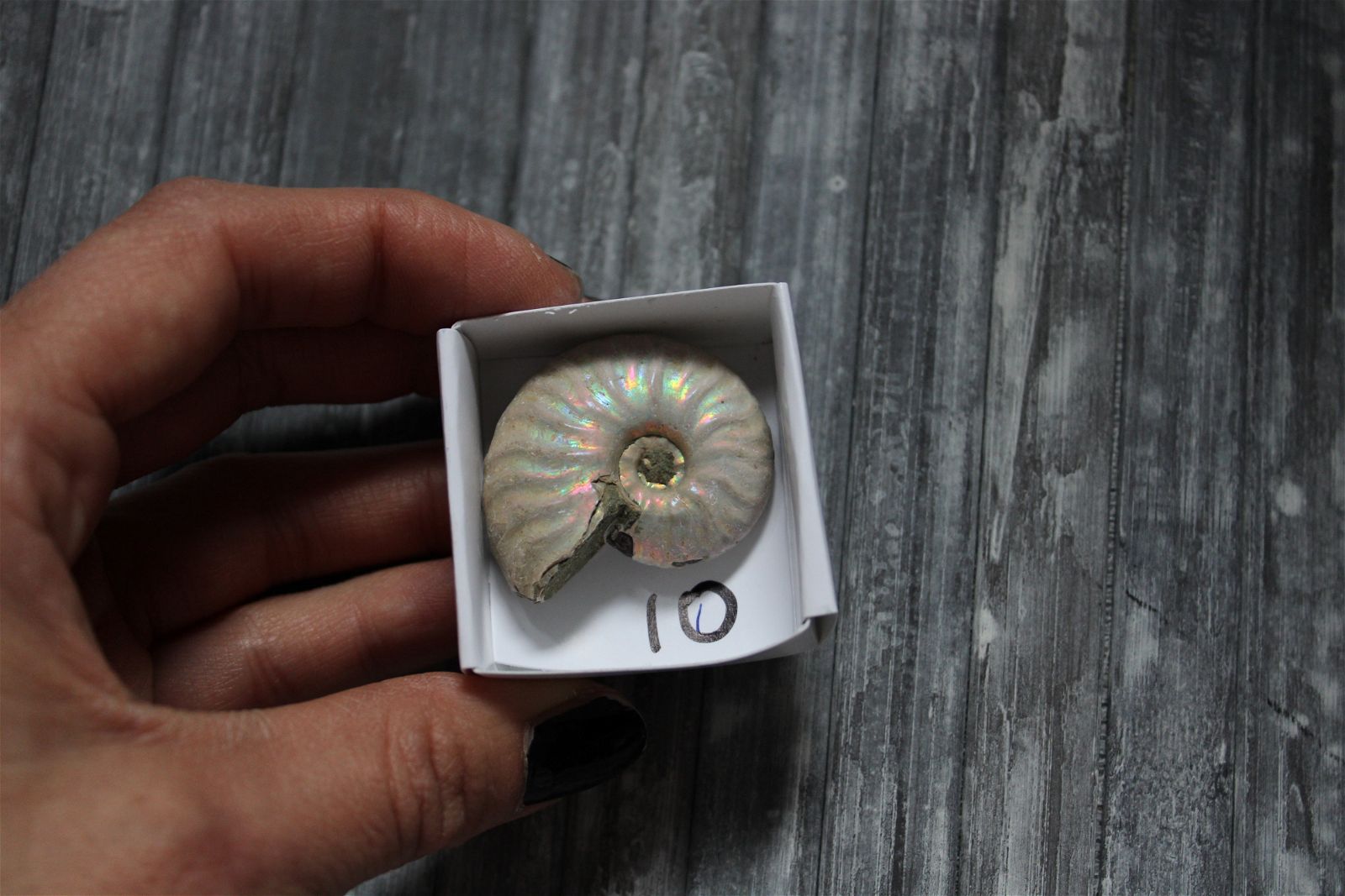 Ammonite nacrée naturelle  AU CHOIX - Aurore Lune 