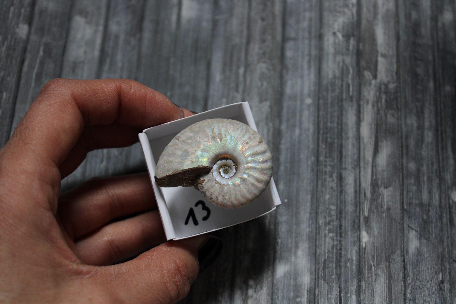 Ammonite nacrée naturelle  AU CHOIX - Aurore Lune 