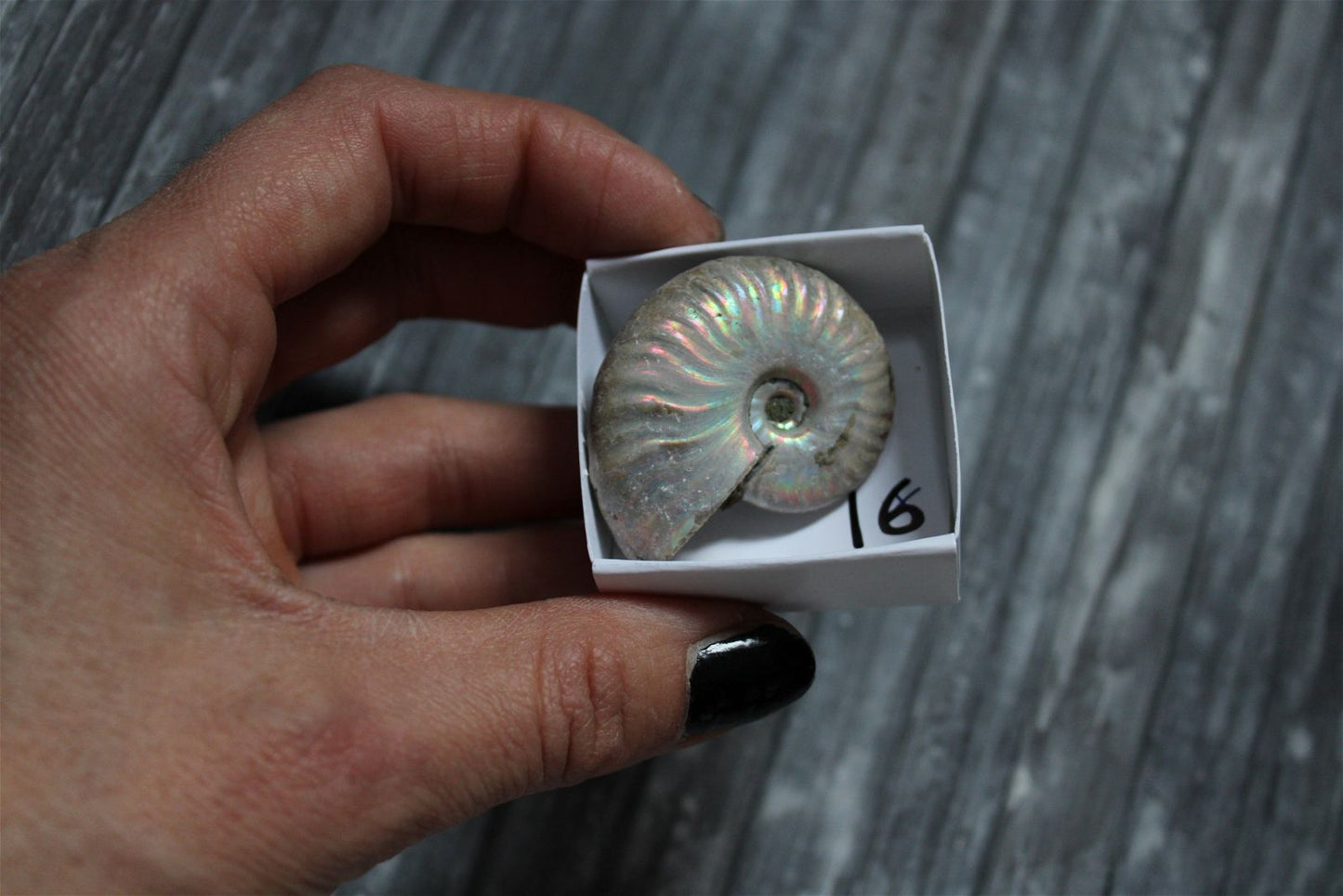 Ammonite nacrée naturelle  AU CHOIX - Aurore Lune 