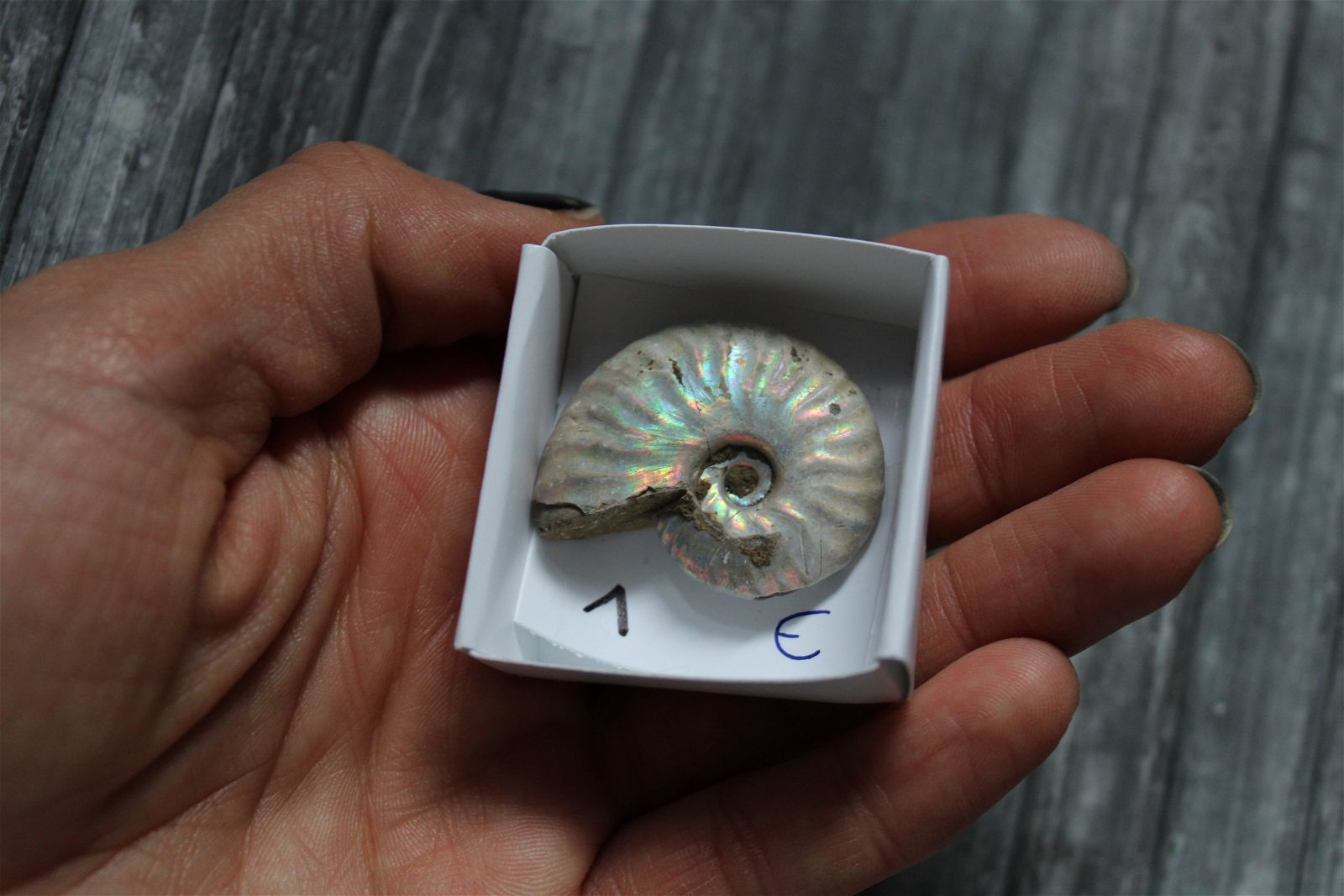 Ammonite nacrée naturelle  AU CHOIX - Aurore Lune 