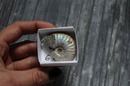 Ammonite nacrée naturelle  AU CHOIX - Aurore Lune 