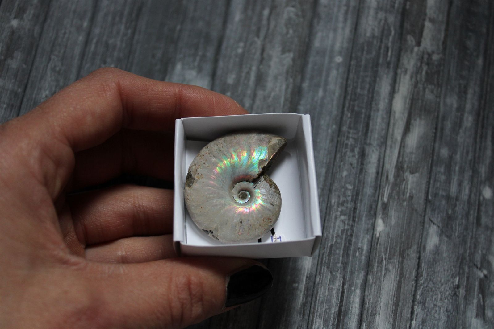 Ammonite nacrée naturelle  AU CHOIX - Aurore Lune 