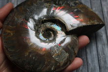 Charger la photo dans la galerie, 1 conque ammonite arc en ciel entière  - choisir COLIS
