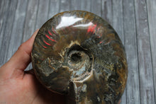 Charger la photo dans la galerie, 1 conque ammonite arc en ciel entière  - choisir COLIS