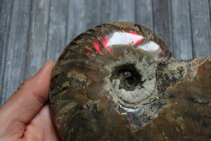 1 conque ammonite arc en ciel entière  - choisir COLIS