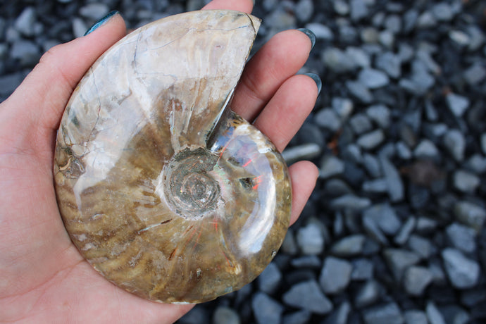1 Ammonite entière  - choisir COLIS