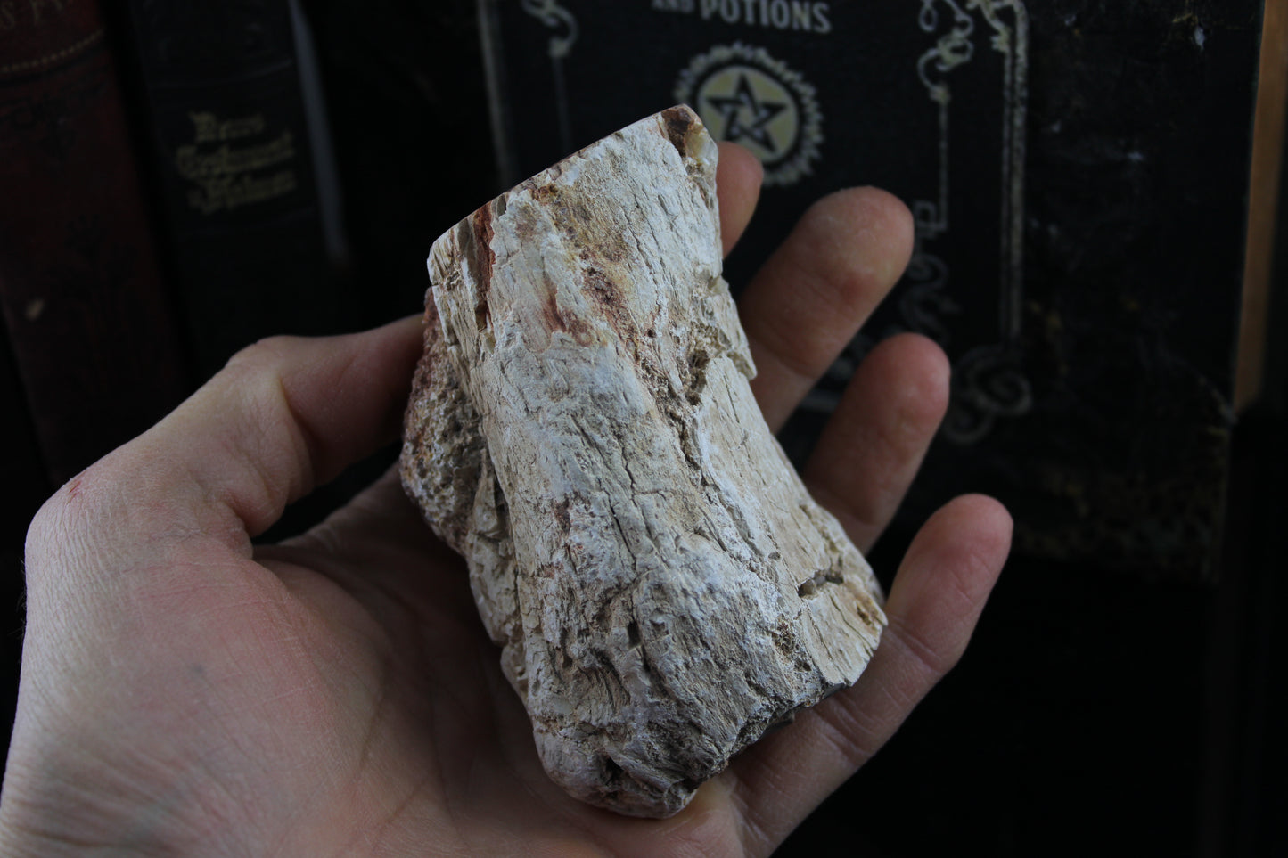 1 beau bois fossile conforme photo