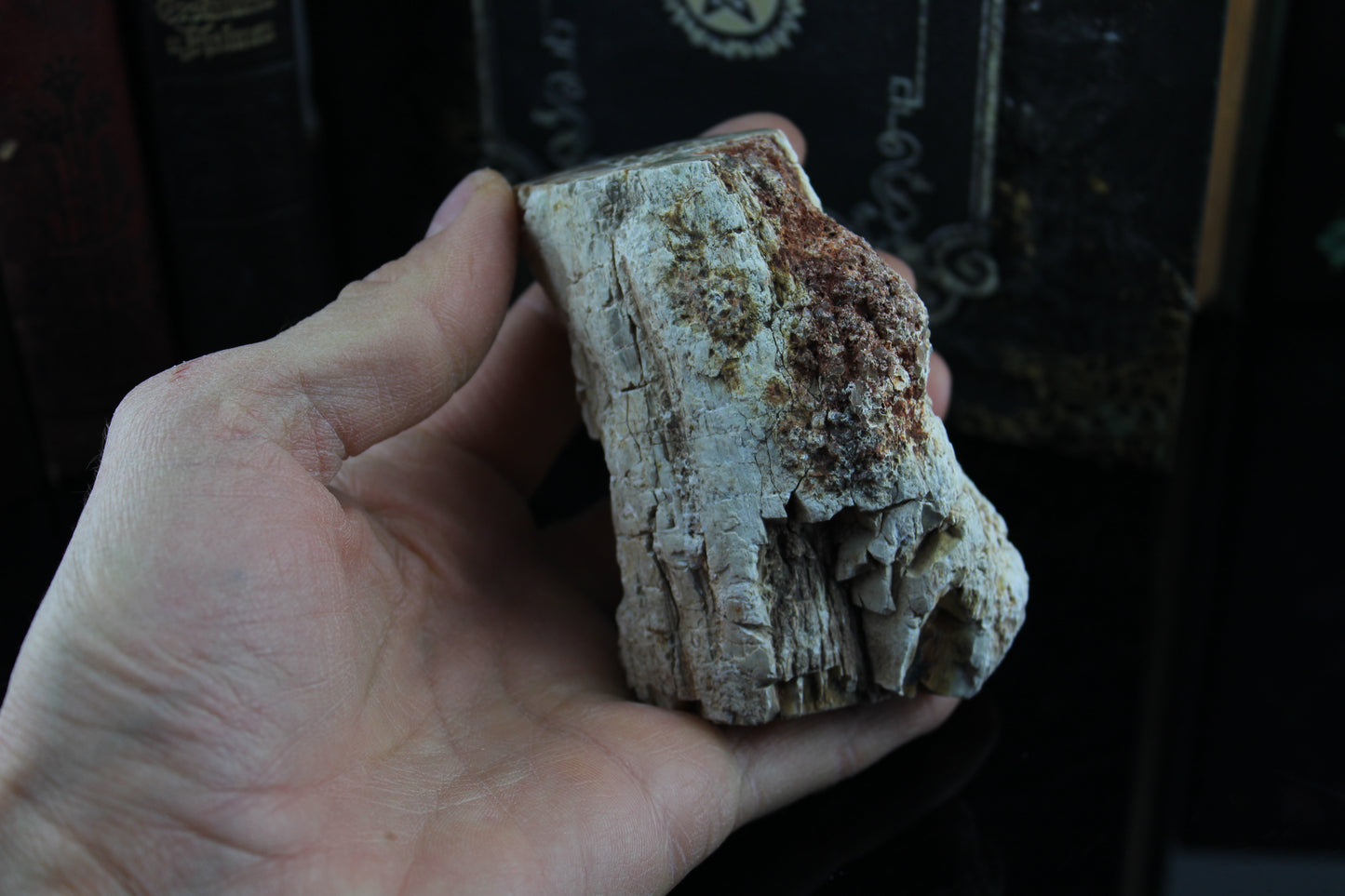 1 beau bois fossile conforme photo