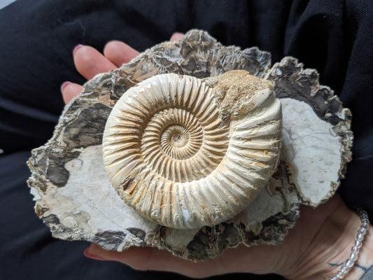Mariage bois fossile et ammonite - Aurore Lune 