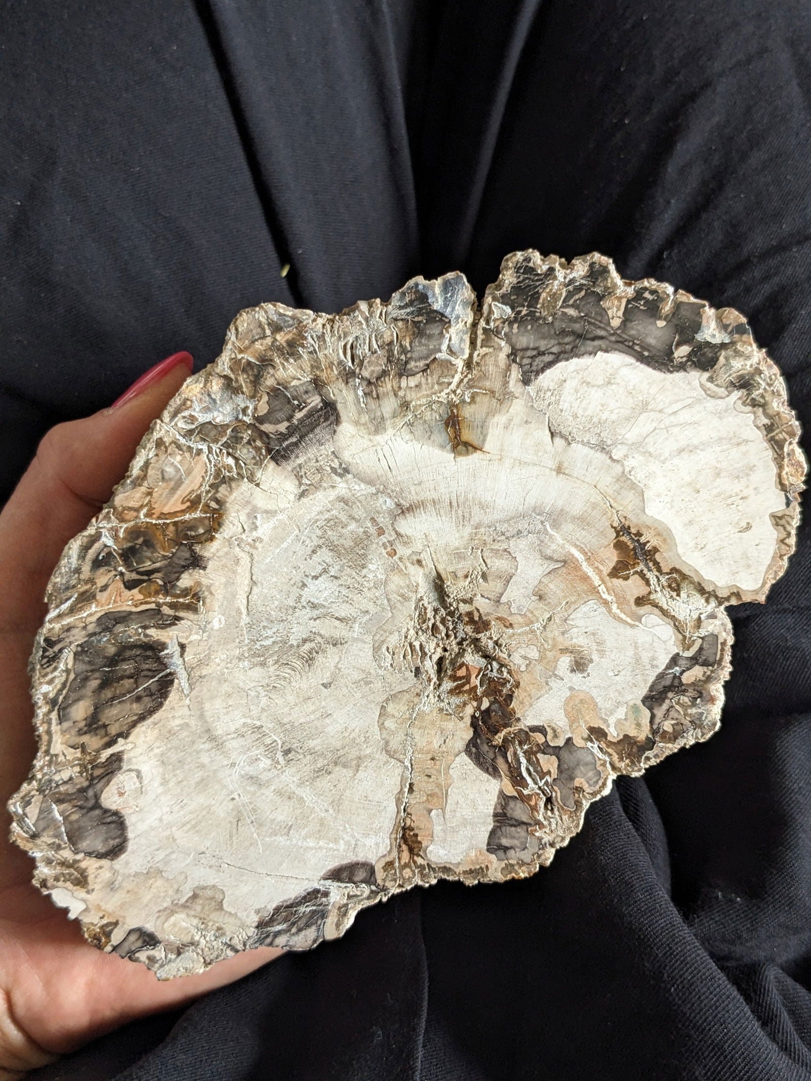Mariage bois fossile et ammonite - Aurore Lune 