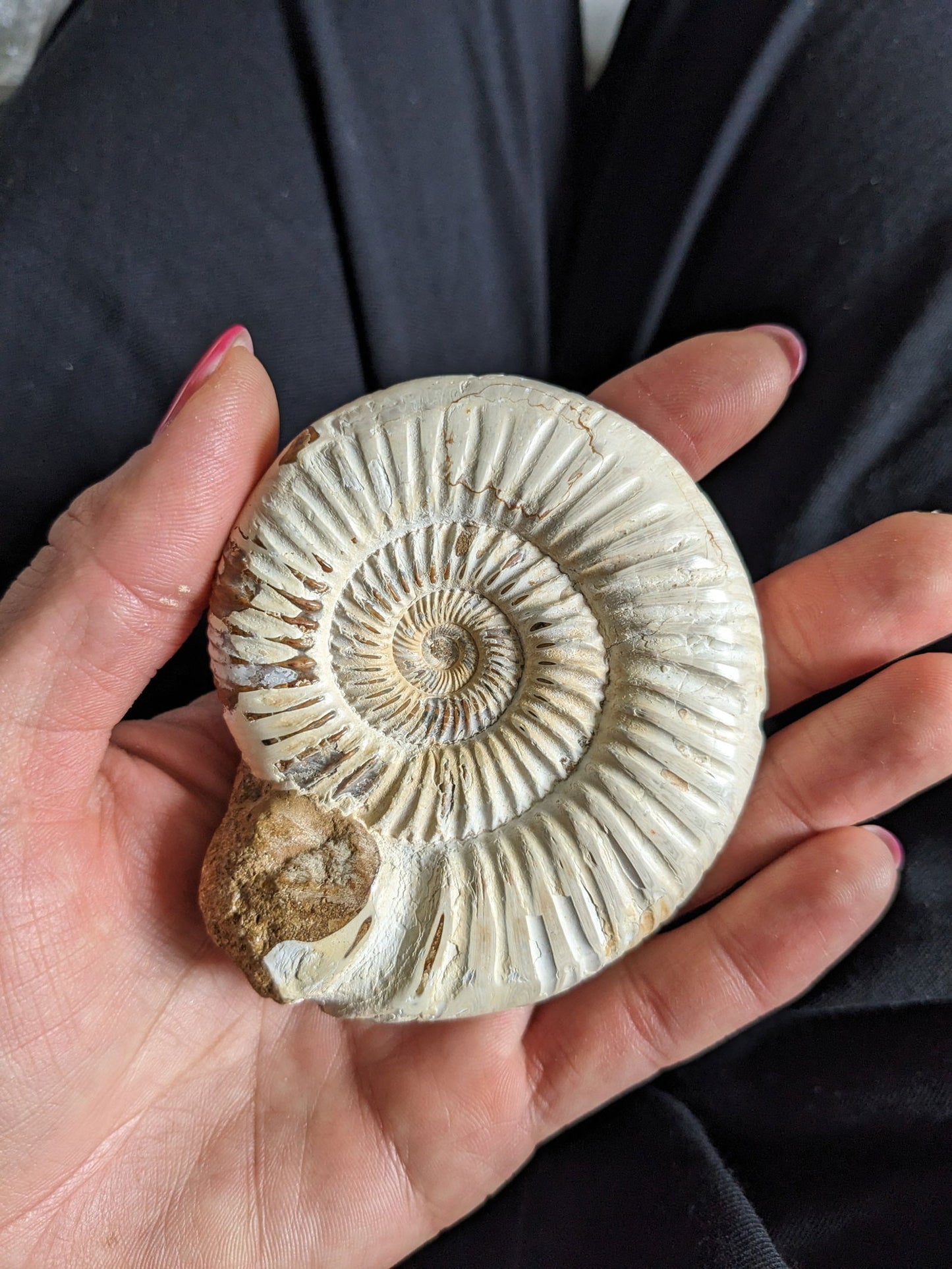 Mariage bois fossile et ammonite - Aurore Lune 