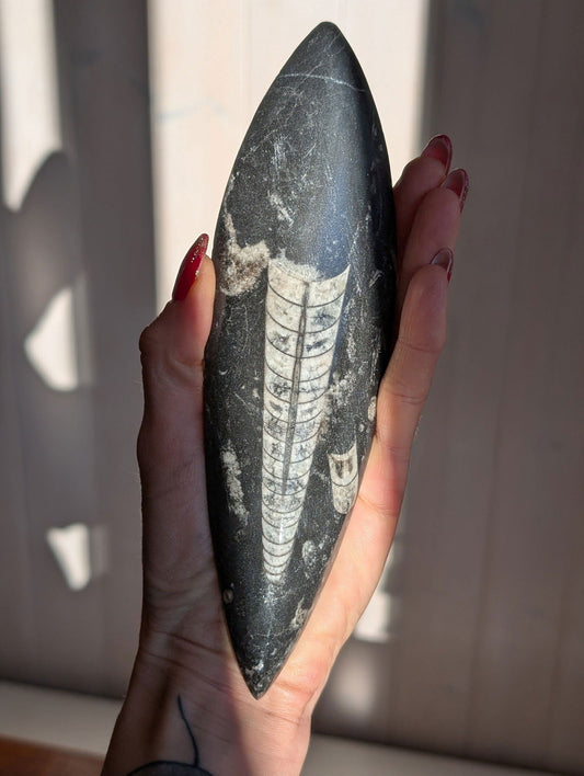 Orthoceras du Maroc - Aurore Lune 