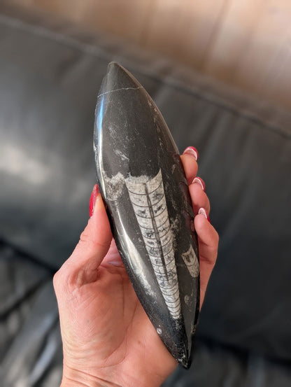 Orthoceras du Maroc - Aurore Lune 