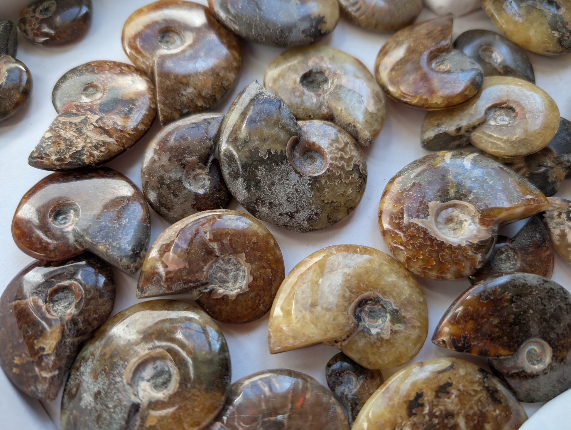 1 ammonite double face - Aurore Lune