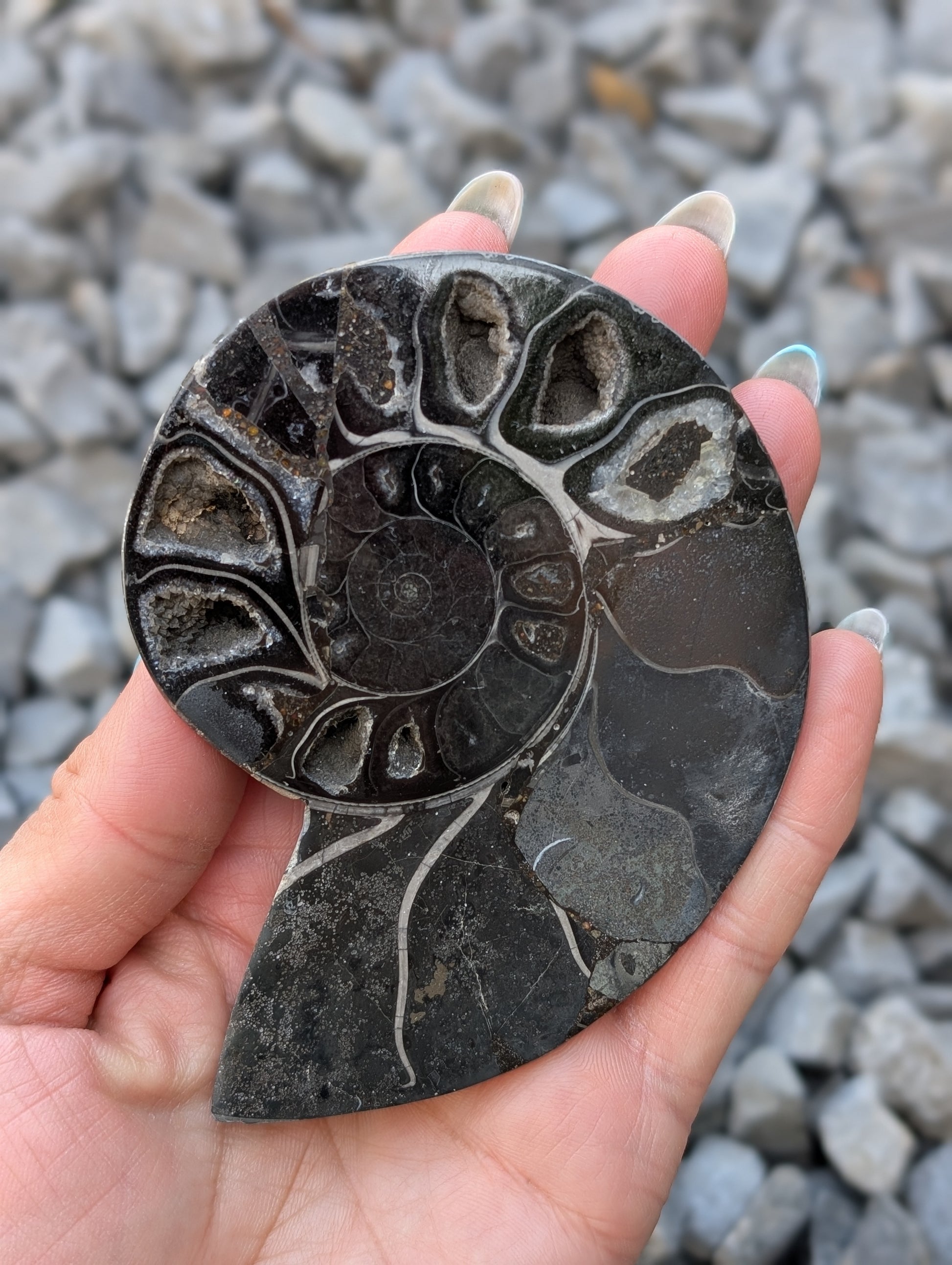 Grande ammonite noire - Aurore Lune