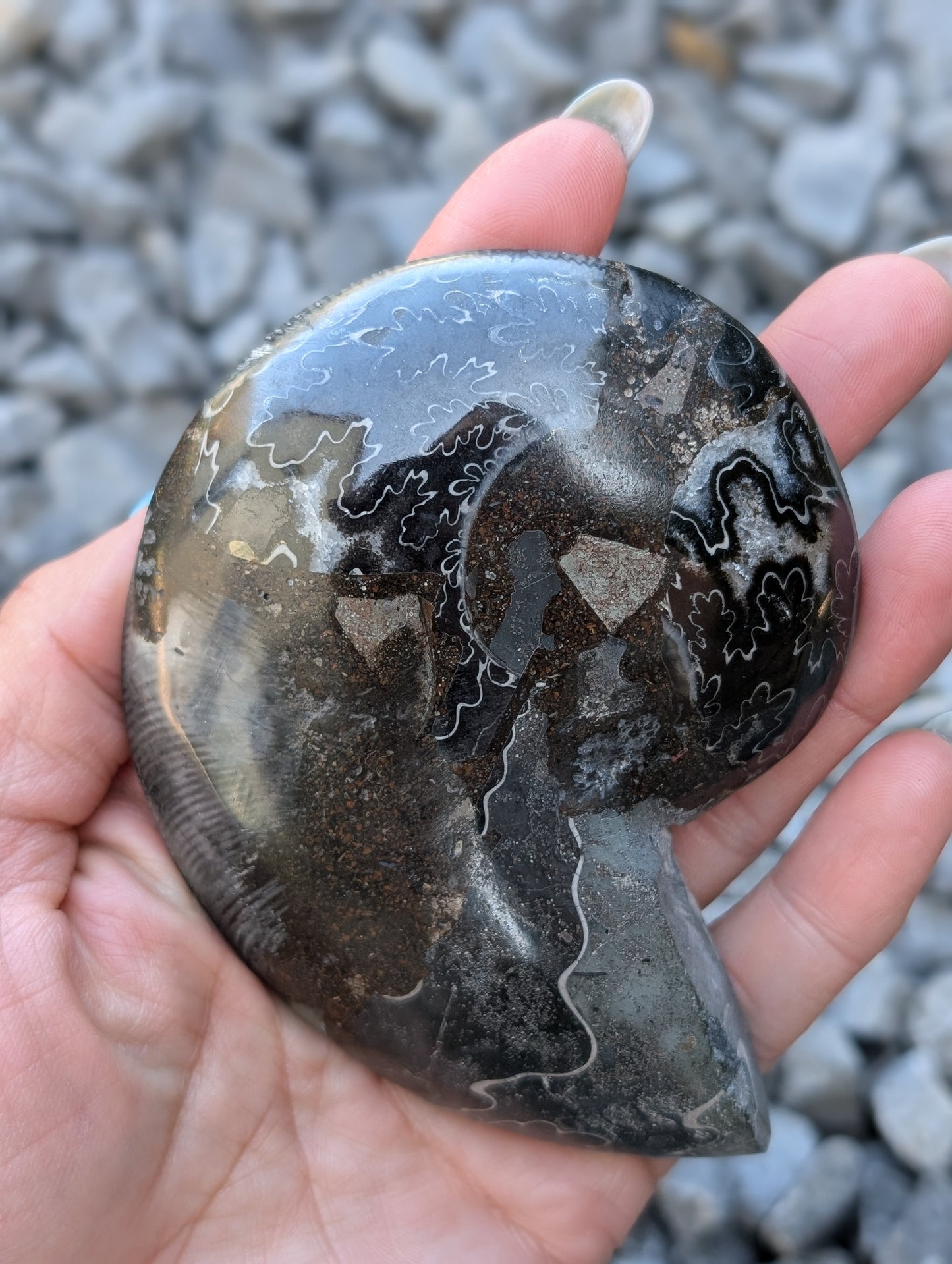 Grande ammonite noire - Aurore Lune