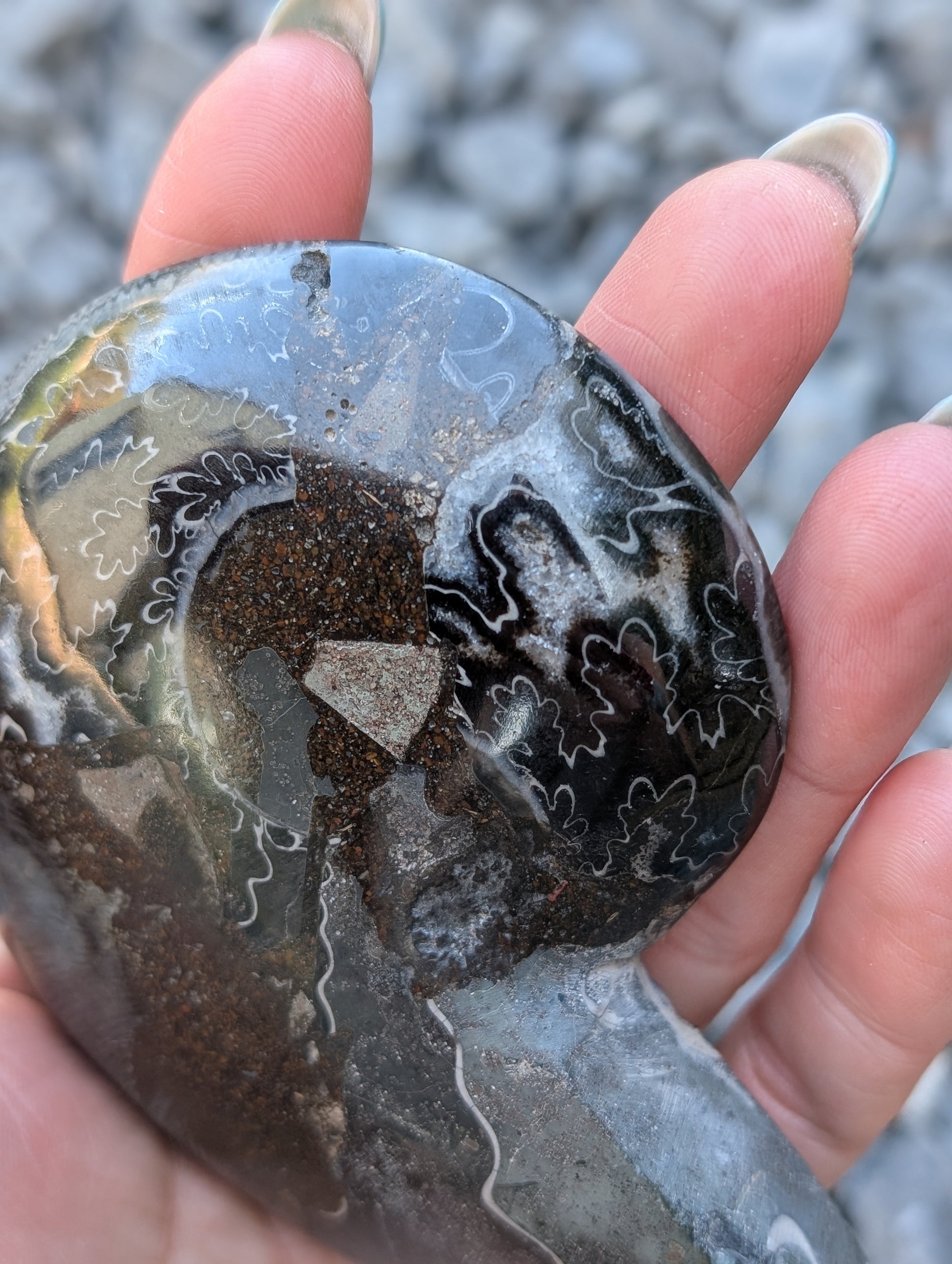 Grande ammonite noire - Aurore Lune