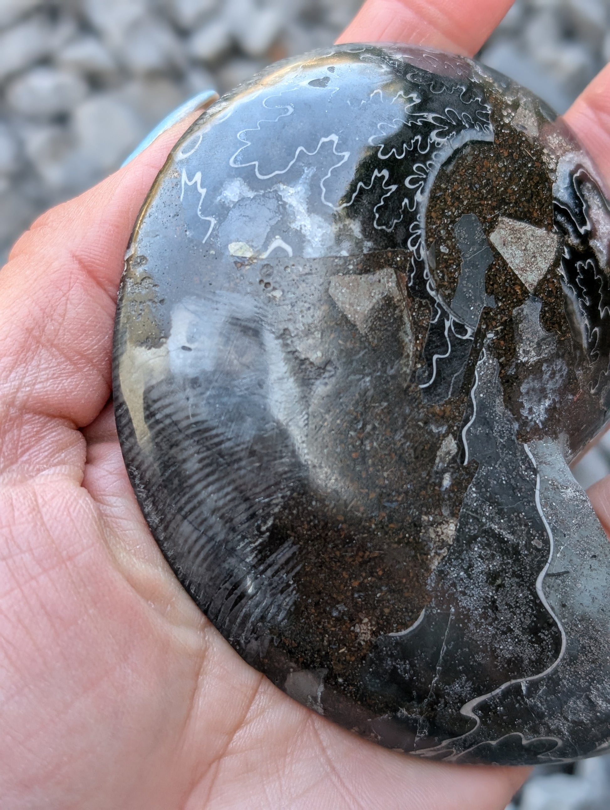 Grande ammonite noire - Aurore Lune