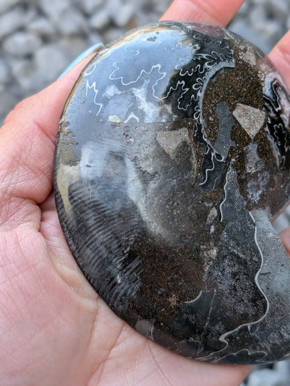 Grande ammonite noire - Aurore Lune