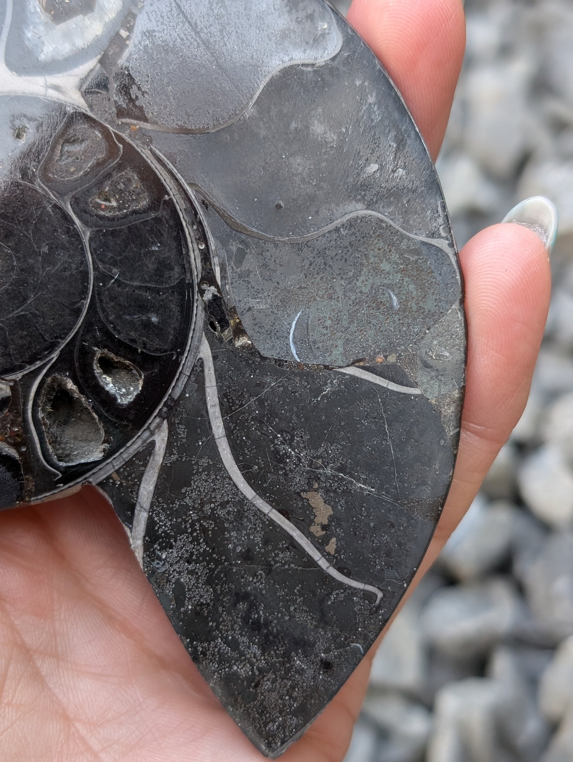 Grande ammonite noire - Aurore Lune