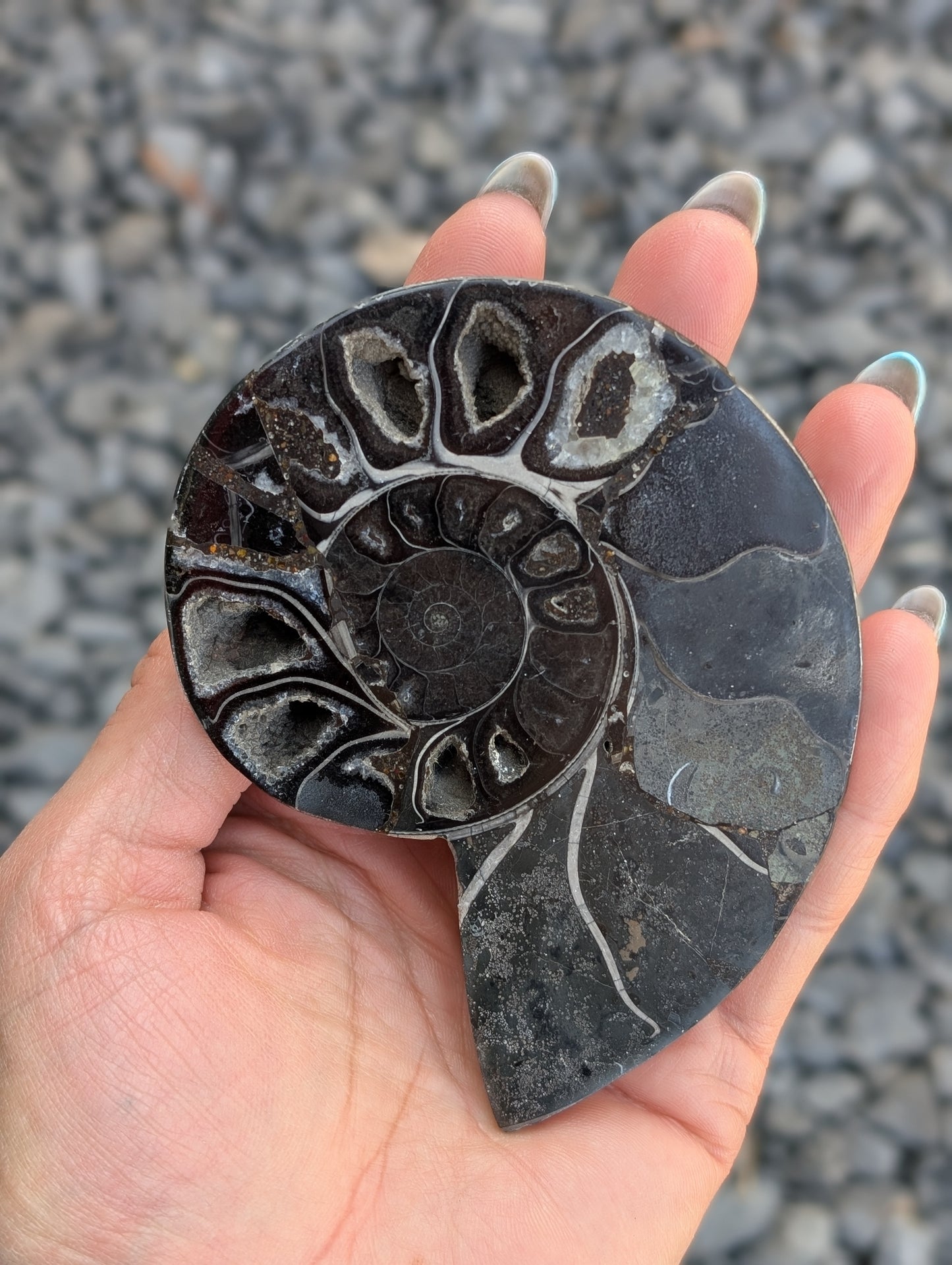 Grande ammonite noire - Aurore Lune