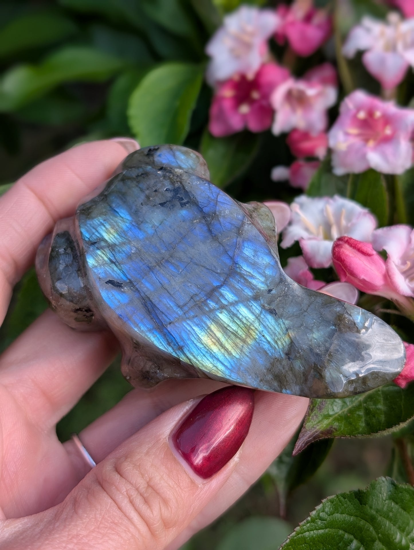 Grenouille crapaud labradorite