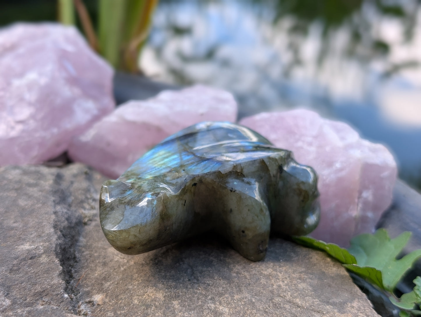 Grenouille crapaud labradorite