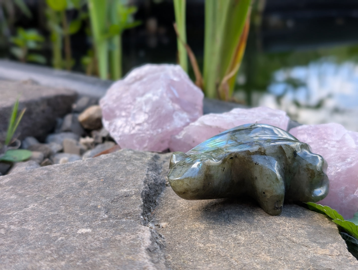 Grenouille crapaud labradorite