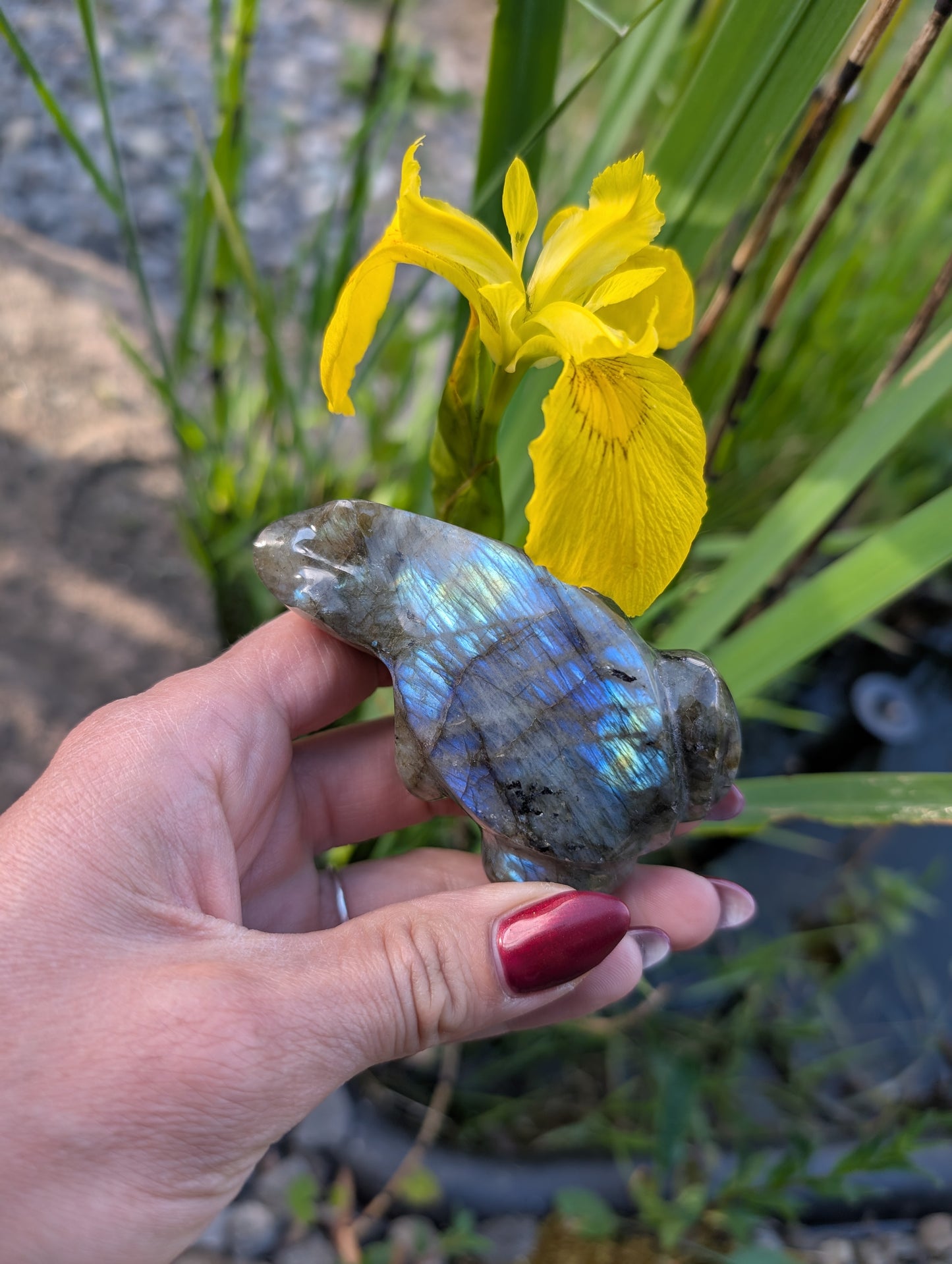 Grenouille crapaud labradorite