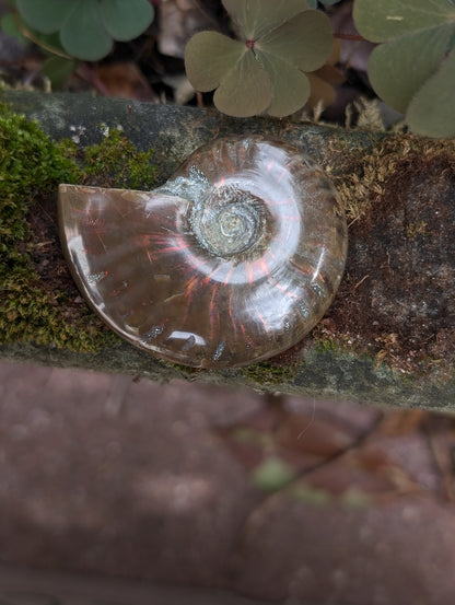 1 ammonite double face