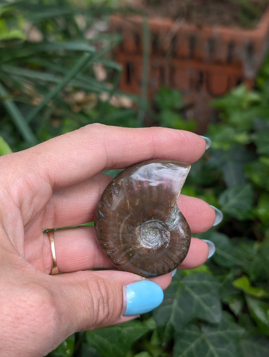 1 ammonite double face