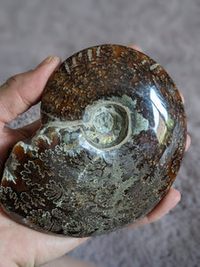 1 Ammonite entière  - choisir COLIS