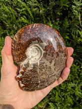 Charger la photo dans la galerie, 1 Ammonite entière  - choisir COLIS
