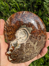Charger la photo dans la galerie, 1 Ammonite entière  - choisir COLIS