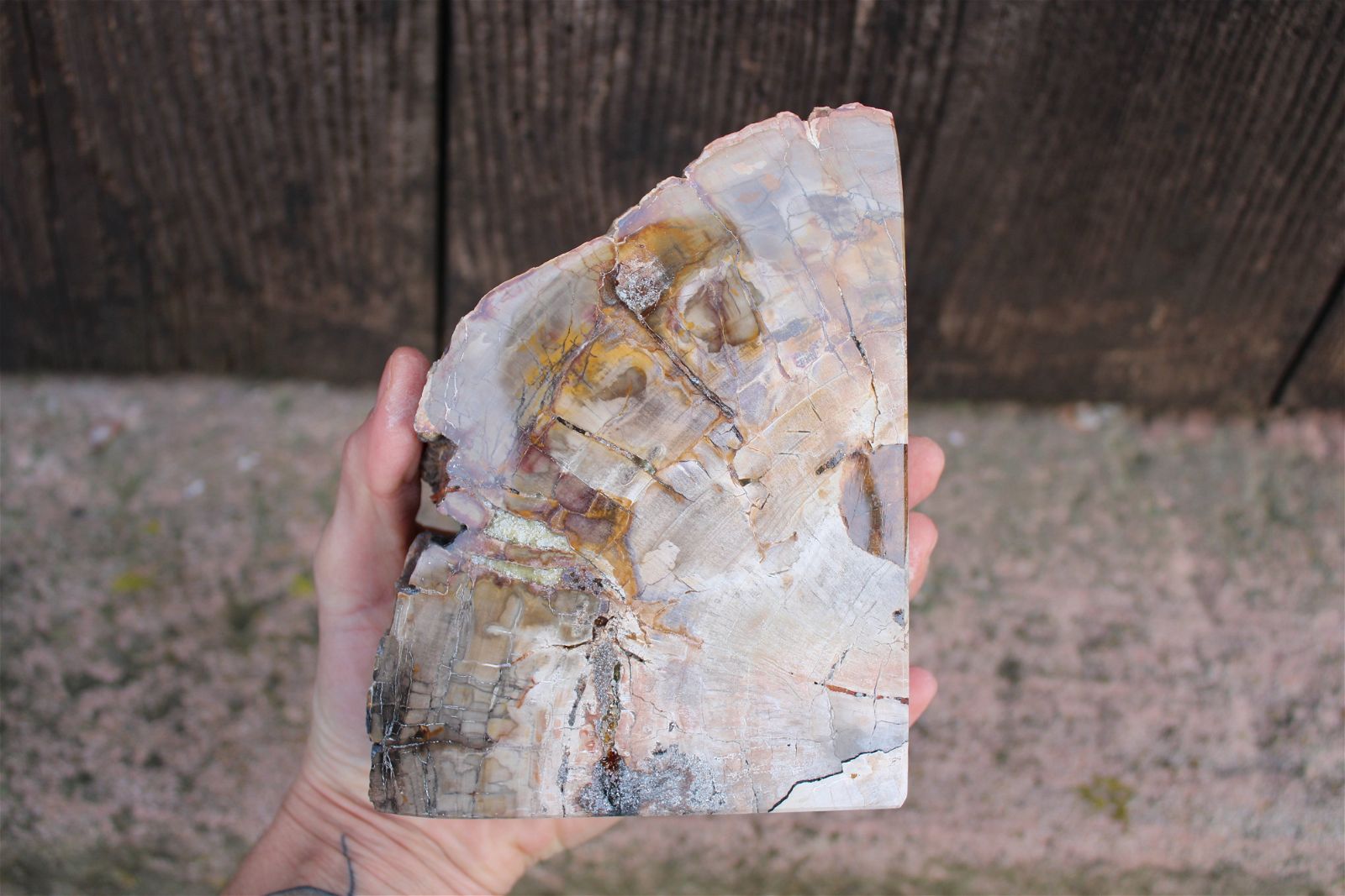 Serre livres en bois fossile  - COLIS - Aurore Lune 