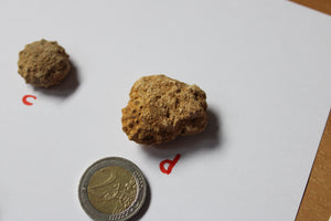 Oursin fossile Landaville 88 AU CHOIX france