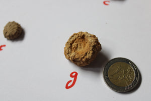 Oursin fossile Landaville 88 AU CHOIX france