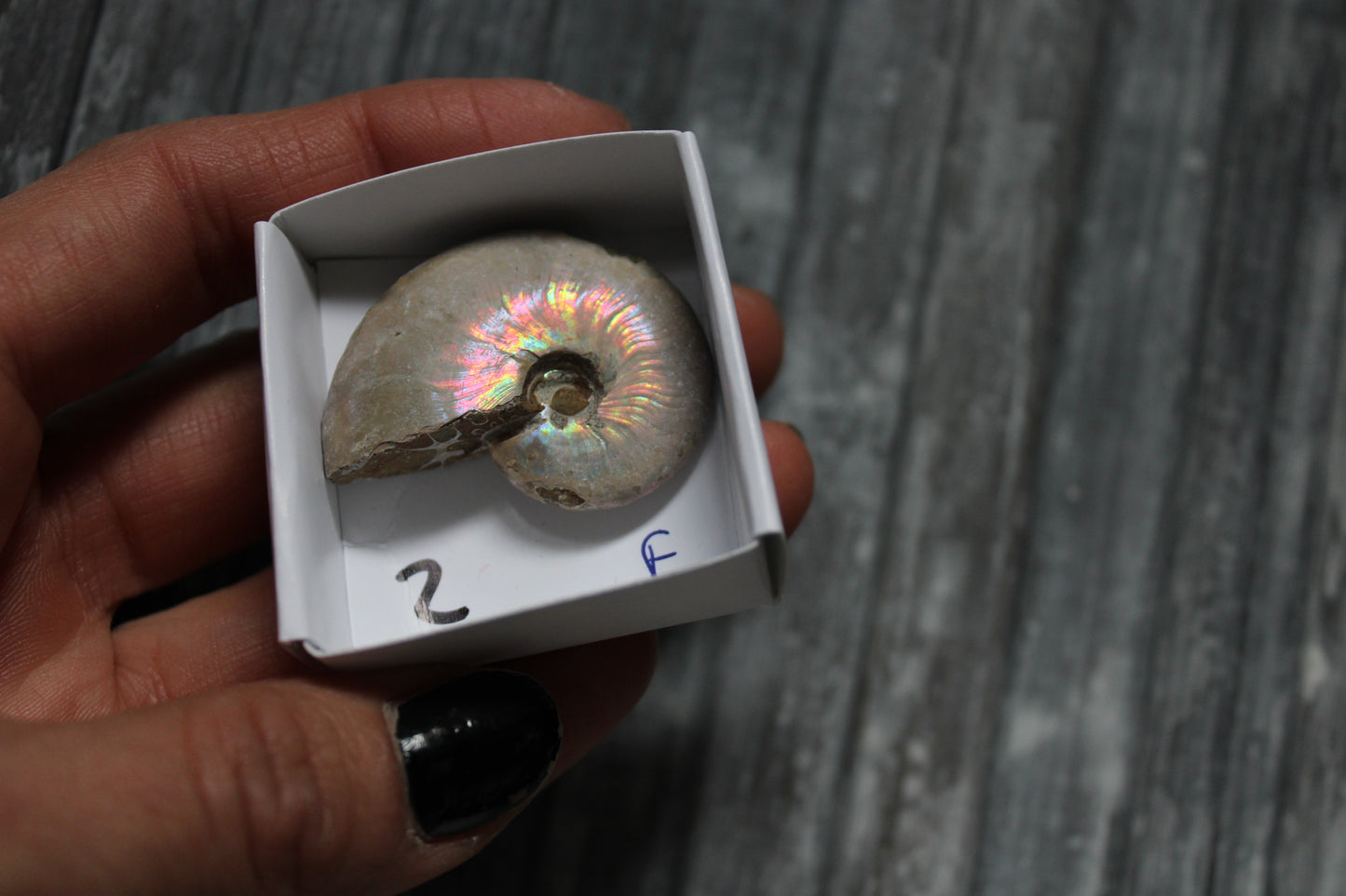 Ammonite nacrée naturelle  AU CHOIX