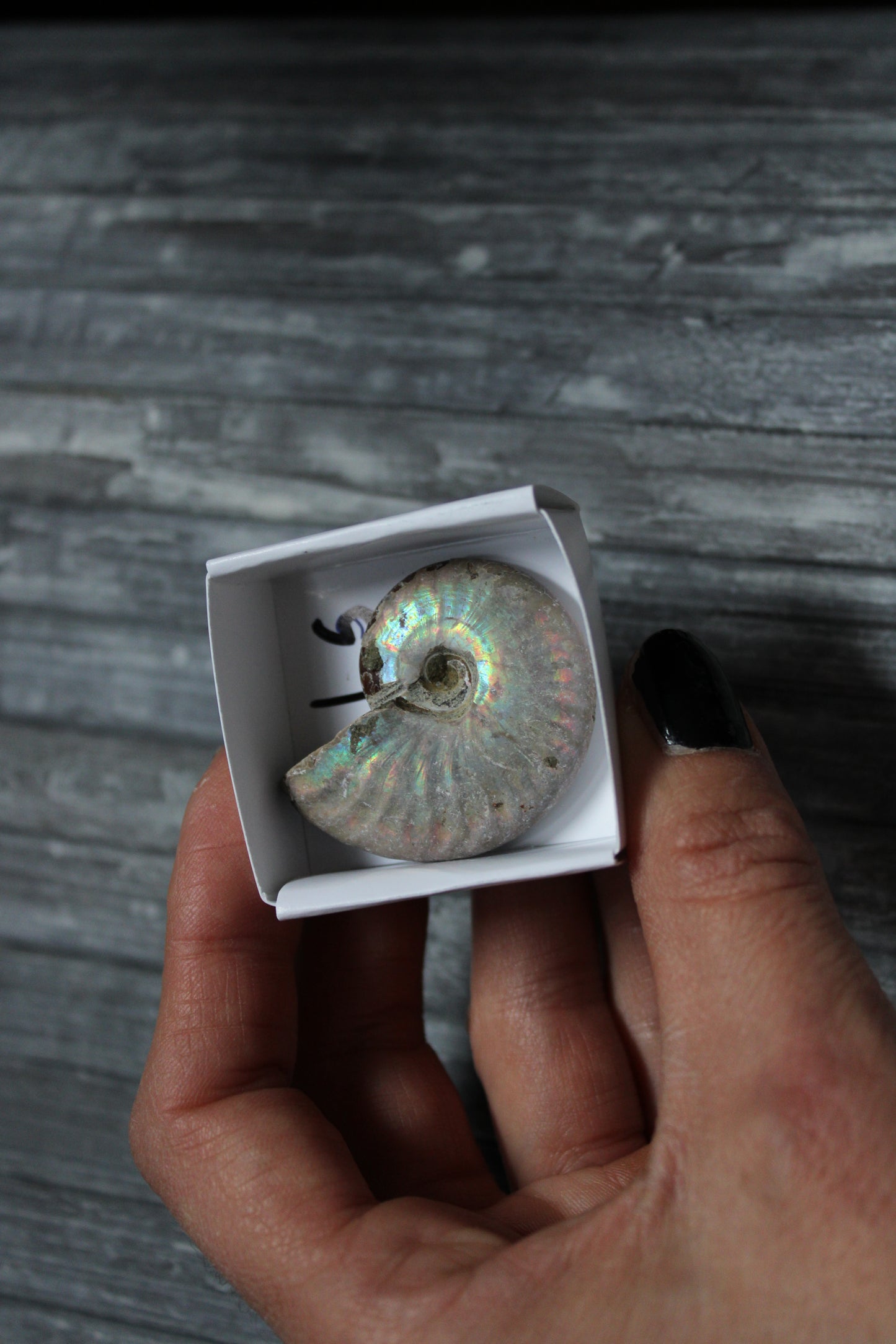 Ammonite nacrée naturelle  AU CHOIX
