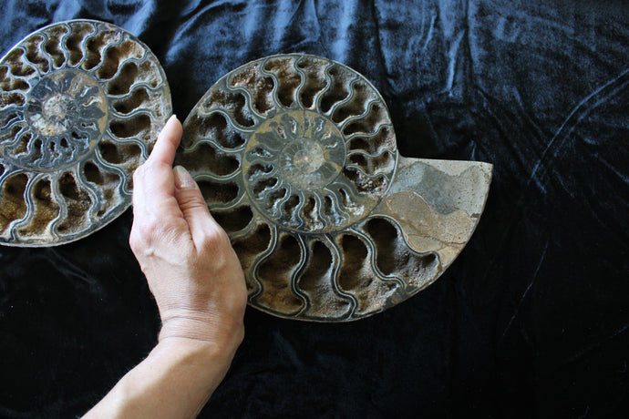 Grande tranche Ammonite - choisir COLIS