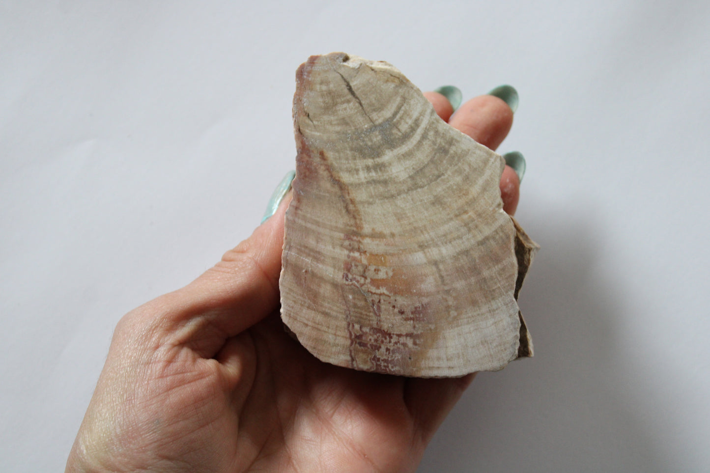 1 morceau de bois fossile AU CHOIX - format colis