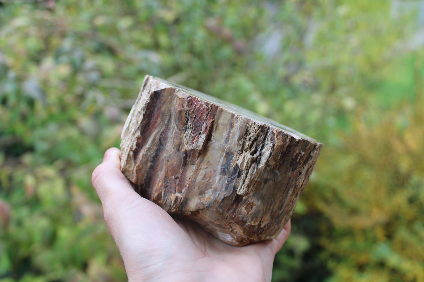 1 bois fossile à poser 12 cm
