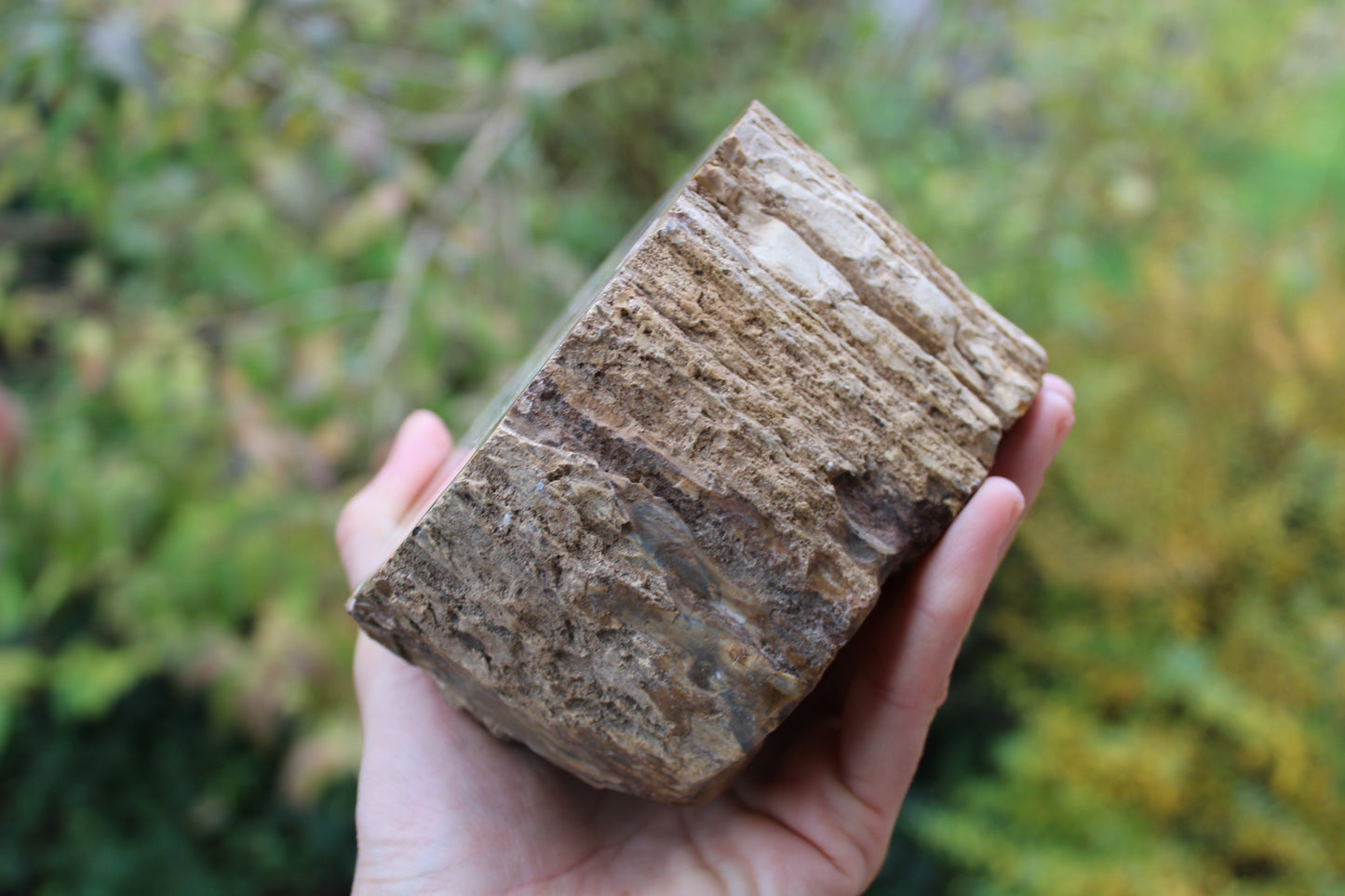 1 bois fossile à poser 12 cm