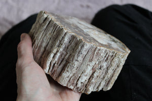 1 bois fossile à poser